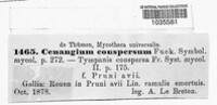 Tympanis conspersa image